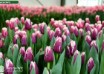 Tulipa San Martin ® (2)